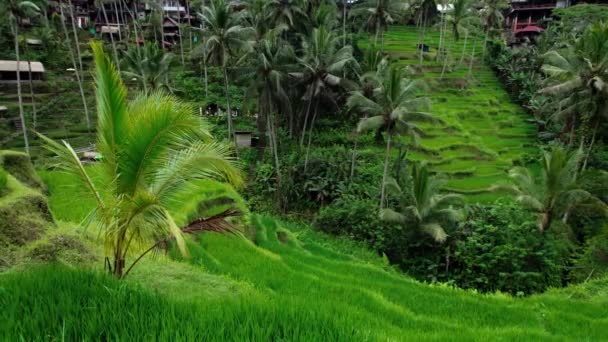 Green Fields Tegallalang Rice Terraces Hill Slope Vivid Emerald Meadows — Wideo stockowe