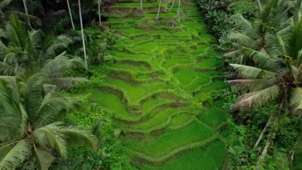 Green Agricultural Field Close Aerial View Juicy Lawn Rice Terraces — Wideo stockowe
