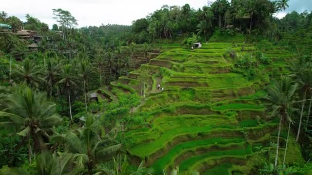 Tegallalang Rice Terraces Tropical Landscape Palm Tree Forest Jungle Bali — Stock videók
