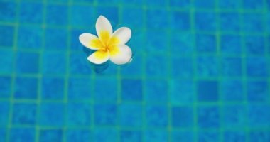Single white plumeria flower blossom in pond water. Close-up footage. Blue background. Relax.
