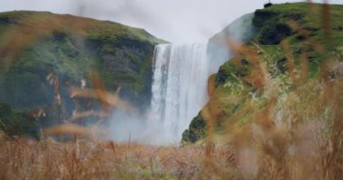 İzlanda Skogafoss şelalesi ön planda çözünmüş yapraklarla