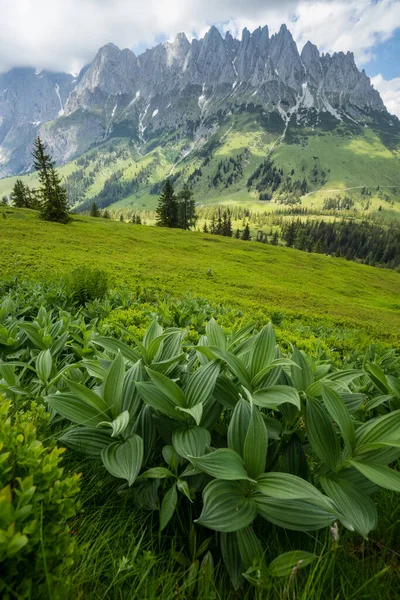 Erdei Jelenet Fenyőfákkal Alpok Hegyek Háttérben Gosau Régió Ausztria — Stock Fotó