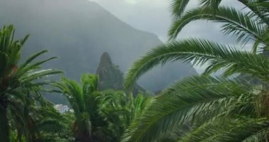 Çalı yapraklı palmiye ağaçları bahar mevsiminde esintide hareket eder. İspanya 'nın Tenerife Adası' ndaki Masca vadisi ve köyü.