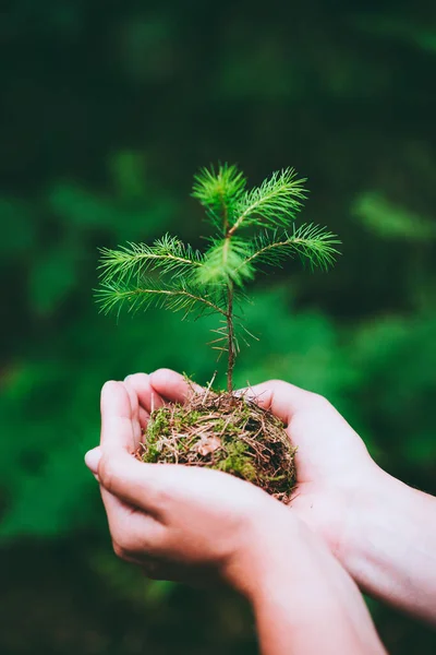 Vrouwelijke Hand Houden Spruit Wilde Dennenboom Natuur Groen Bos Earth — Stockfoto