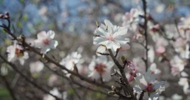 Mavi gökyüzüne karşı badem çiçeği ve bulanık arkaplan. Kapalı bahar çiçekleri. Tenerife 'deki Teide Ulusal Parkı' nda dokunulmamış doğa güzelliği.