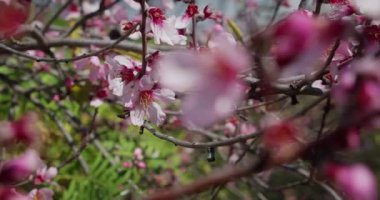 Spring flowers opening on apricot tree. Blossom close up. Easter fresh pink blossoming peach. Follow focus. Blurred background.