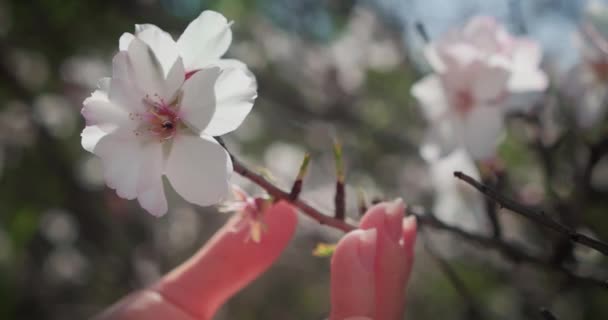 女性肖像在外面的阳光下散发着粉色春花的芬芳 在盛开的杏园里 女孩的脸 鼻的特写 厌食症治疗 — 图库视频影像