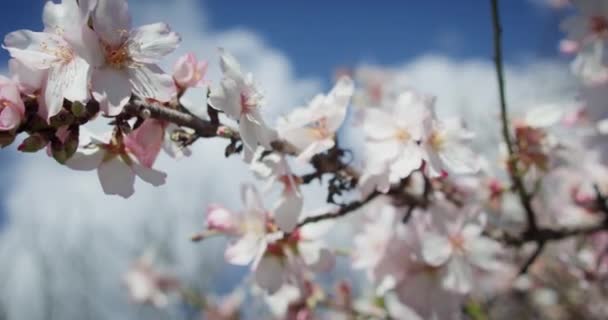 Branch Blossoming Almond Tree Background Sky Light White Fluffy Clouds — Stockvideo