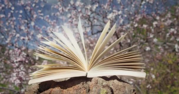 白花を閉じ春の開花庭で本を開きます 世界詩の日 教育の知識の概念を読む ページは光の光線で輝きます — ストック動画