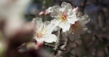 Close-up of blooming white pear flowers in morning sunlight. Spring blossom background. Slow motion footage.