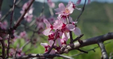 Bal arısı bahar çiçeklerinde pembe çiçek tomurcuklarını döller. Dağ manzarasında badem ağacı. Nesli tükenmekte olan Vahşi Hayvanlar ve Flora türleri. Dünya Vahşi Yaşam Günü. Yavaş motivasyon.