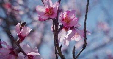 Bee pollinator in pink apple tree flower in spring orchard. Close-up slow motion.