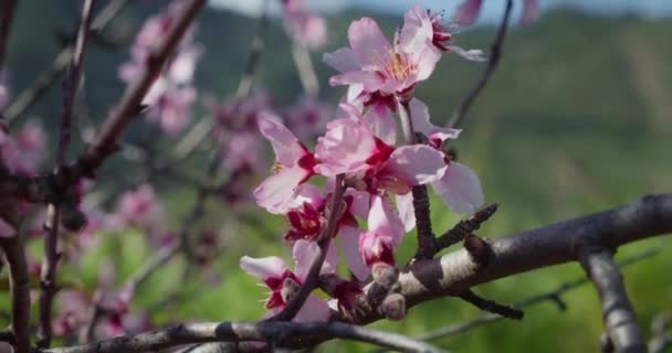 Honningbie Bestøver Rosa Blomsterknopper Våren Mandeltre Fjellandskap Truede Arter Vill – stockvideo