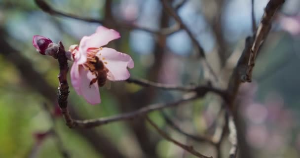 春の果樹園でピンクのリンゴの木の花で蜂の授粉者 クローズアップスローモーション — ストック動画