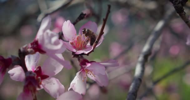 Bee Pollinator Pink Apple Tree Flower Spring Orchard Close Slow — Stockvideo