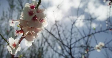 Güneş ışığı, çiçek açan bir ağacın beyaz çiçeklerini delip geçer. Mavi gökyüzüne karşı açan badem dalları. Bahar güneşli bir günde çiçek açar. Santiago del Teide, Tenerife.