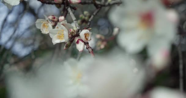Весенний Расцвет Рассвете Цветущие Миндальные Цветы Замедленной Съемке Прекрасный Солнечный — стоковое видео