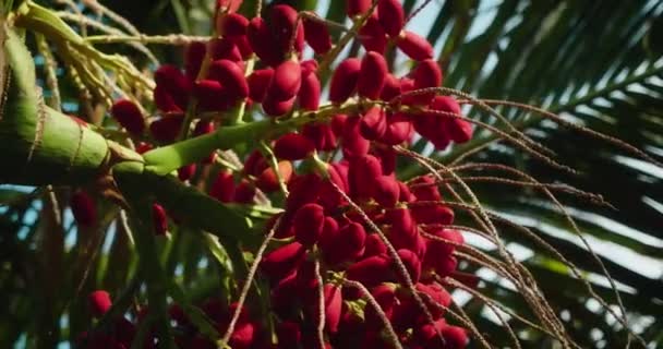Nahaufnahme Einer Roten Betelnuss Auf Einer Areca Palme Früchte Reifen — Stockvideo