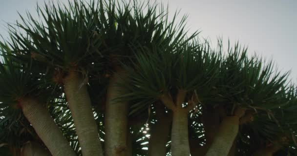 Drago Milenario Nejstarší Exemplář Dračího Stromu Dracaena Draco Ostrově Tenerife — Stock video