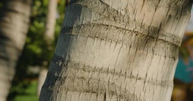 Avuç içi kabuğu dokusu. Tropik ağaç gövdesi arka planı. Egzotik ahşap fon. Orman yağmur ormanları.