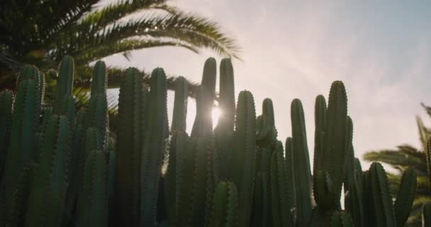 Enorma Kaktusbuskar Närbild Euphorbia Canariensis Eller Kanariefågel Slow Motion Växtsymbol — Stockvideo