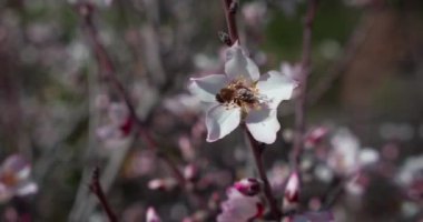 Badem ağaçları ilkbaharda pembe çiçekler açar. Bal arısı nektar toplar. Yavaş çekim yakın çekim.