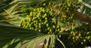 Areca palmiyesinde rüzgarda sallanan yeşil betel fındığı yakın plan..
