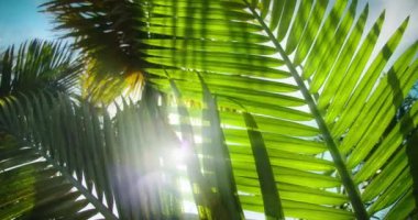 Palmiye ağaçlarının altında Asya 'daki yeşil yaprakların arasında parıldayan güzel güneş ışınlarıyla yavaş çekim hareketi, Bali. Ekosistem ve çevre kavramı.