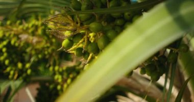 Areca palmiyesinde rüzgarda yavaş çekimde sallanan yeşil betel fındığı yakın plan..