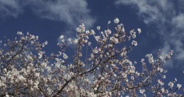 Güneşli yaz gününde mavi gökyüzüne karşı çiçek açan badem ağacının kiraz çiçekleri. Çiçek açan.