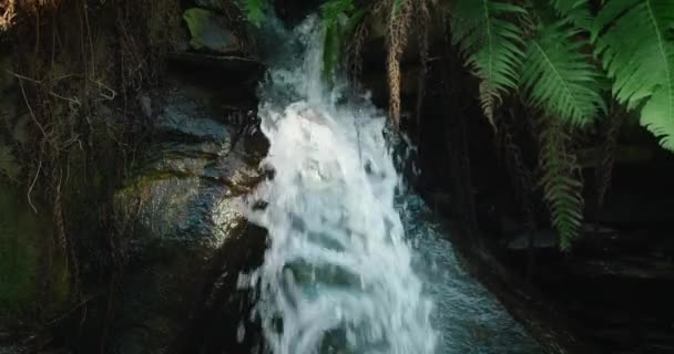 Cascata Acqua Della Giungla Scorre Sopra Pietre Nella Foresta Verde — Video Stock