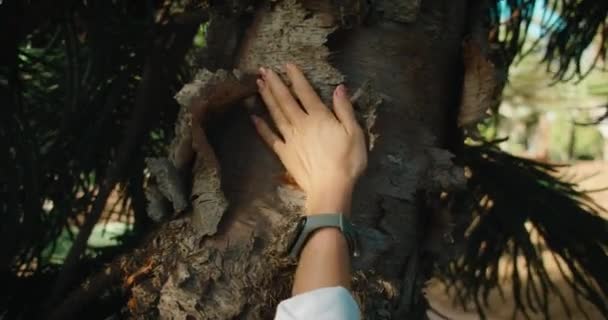 Kvinnliga Hand Vidrör Försiktigt Och Smeker Barken Från Gamla Barrträd — Stockvideo