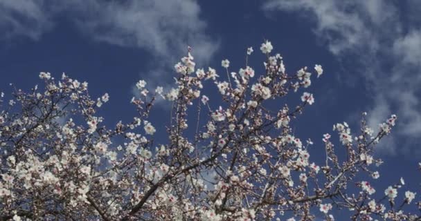 Вишня Распускает Ветви Цветущего Миндального Дерева Против Голубого Неба Солнечный — стоковое видео