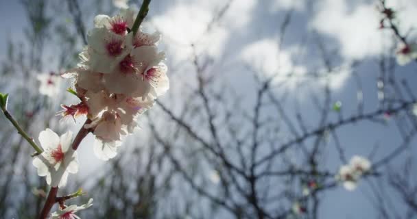 Luz Del Sol Atraviesa Las Flores Blancas Árbol Floreciente Ramas — Vídeo de stock