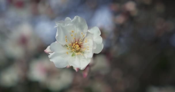 Egy Fehér Rózsaszín Virág Virágzó Mandulafa Egyik Ágán Virágos Kültéri — Stock videók