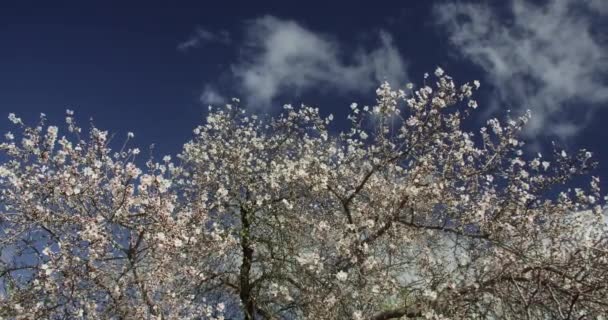 Světle Bílé Kvetoucí Větve Ovocných Stromů Pod Zamračenou Modrou Oblohou — Stock video