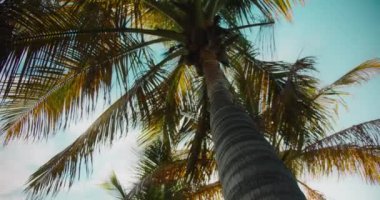 Parlak güneşli bir günde mavi gökyüzü olan hindistan cevizi palmiyeleri. Tropikal adada tatil kavramı. Rüzgarda sallanan yapraklar. Düşük açılı yukarıdan görünüm.