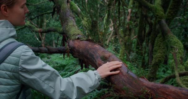 Laurel 숲에서 하이킹 오래된 트렁크를 만지고 나무를 자연을 즐기는 관광객 — 비디오