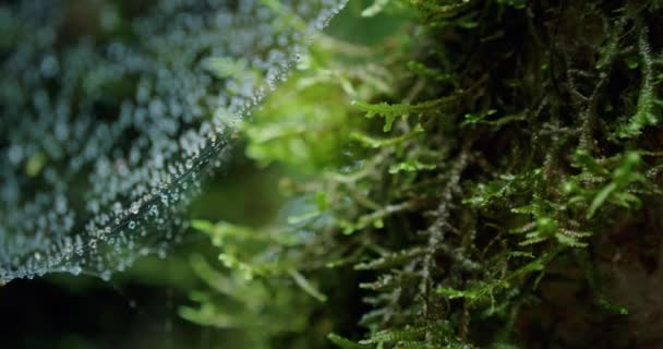 Мокрі Павутинні Павутини Стовбурі Дерева Вирощені Мохом Крупним Планом Туманні — стокове відео