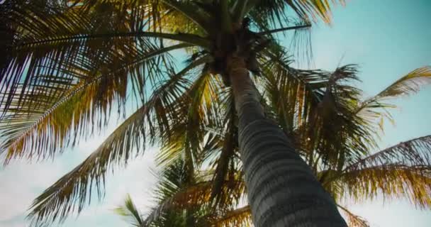 Cocotiers Par Une Journée Ensoleillée Avec Ciel Bleu Concept Vacances — Video