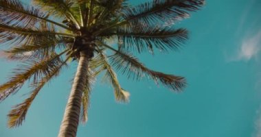 Parlak güneşli bir günde mavi gökyüzü olan hindistan cevizi palmiyeleri. Tropikal adada tatil kavramı. Rüzgarda sallanan yapraklar. Düşük açılı yukarıdan görünüm.