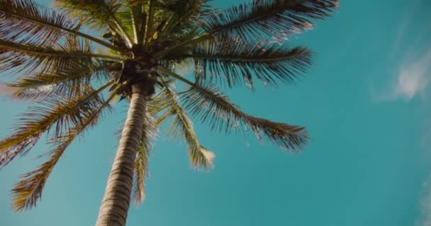 Parlak Güneşli Bir Günde Mavi Gökyüzü Olan Hindistan Cevizi Palmiyeleri — Stok video
