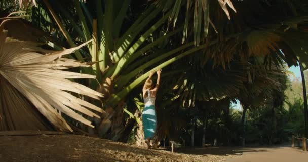 Femme Marchant Sous Immense Palmier Sur Île Tropicale Fille Voyage — Video