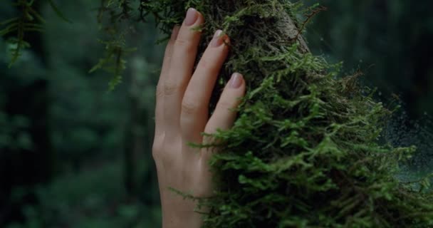 Kobieta Dotyka Zielonego Kręconego Mchu Pniu Drzewa Ciemnym Lesie Zwolniony — Wideo stockowe