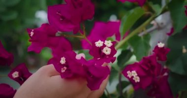 Kadın eli nazikçe macenta çiçeklerine dokunur. Bougainvillea çiti. Bahçede yavaş çekim göz alıcı bitkiler var. Dünya Günü.