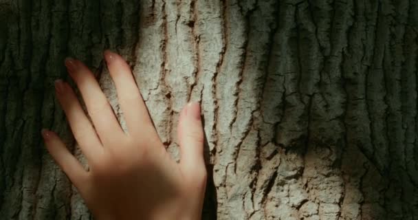木のトランクに手を触れる エコロジー森林自然の概念 女性は日差しで樹皮の閉鎖に触れる ウッドテクスチャ スローモーション — ストック動画
