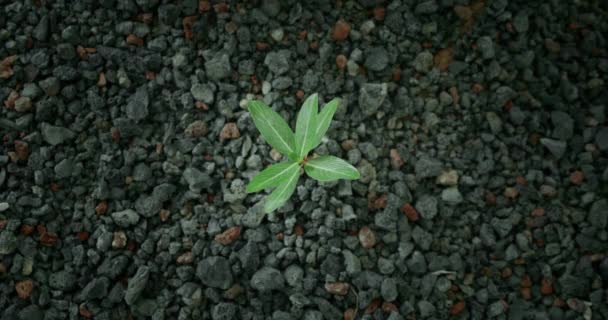 Piccolo Germoglio Verde Cresce Nel Terreno Roccioso Sterile Secco Vita — Video Stock