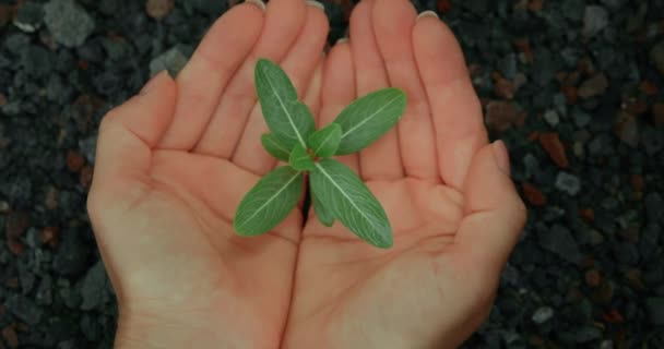 Концепция Дня Земли Человеческие Руки Бережно Хранят Растение Посаженное Бесплодной — стоковое видео