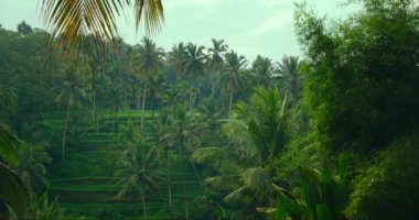 Yeşil pirinç tarlalarında güzel bir sabah. Palmiye ağaçları olan muhteşem tarım arazileri. Bali Endonezya 'daki dağlar.