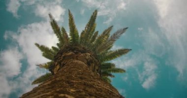 Güneşli bir günde mavi gökyüzüne karşı yüksek palmiye ağacı. Aşağıdan eski tropik ağaç gövdesi görüntüsü.